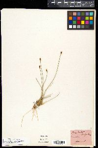 Aphyllanthes monspeliensis image