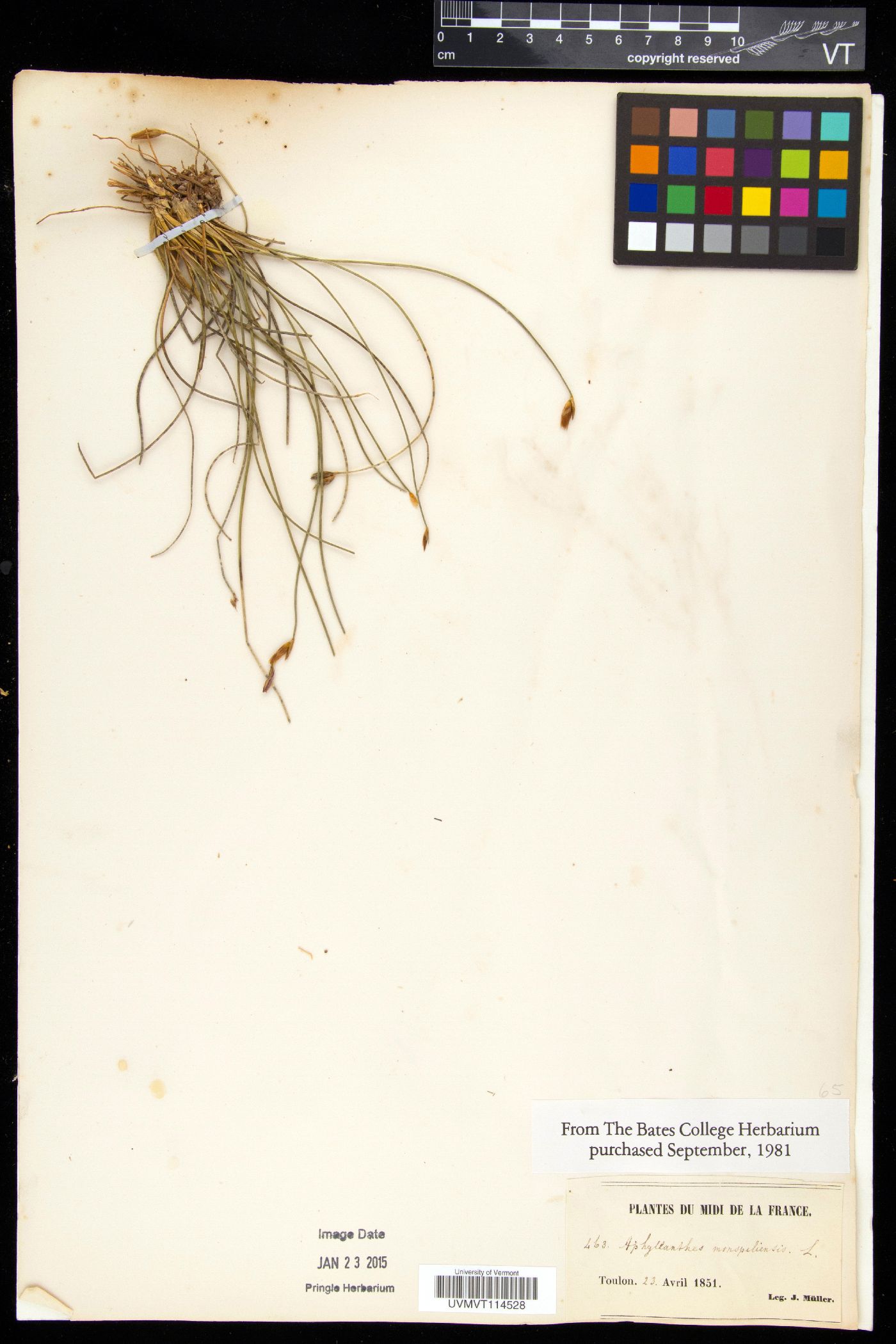 Aphyllanthes image