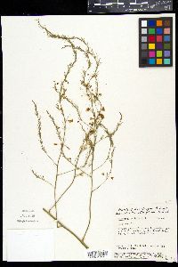 Asparagus officinalis image