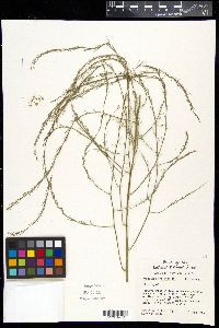 Asparagus officinalis image