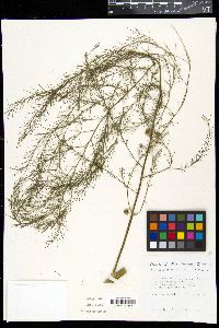 Asparagus officinalis image