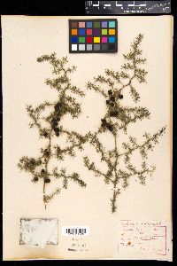 Asparagus acutifolius image