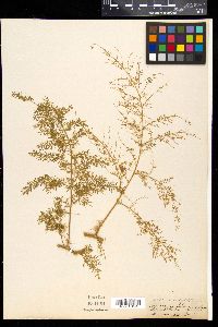 Asparagus filicinus image