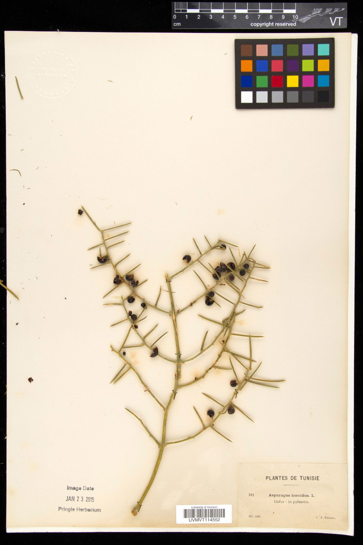 Asparagus horridus image