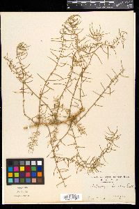 Asparagus cochinchinensis image