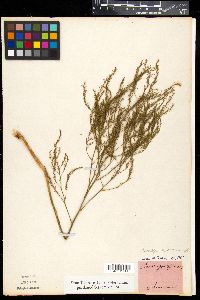 Asparagus officinalis image