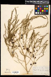 Asparagus officinalis image