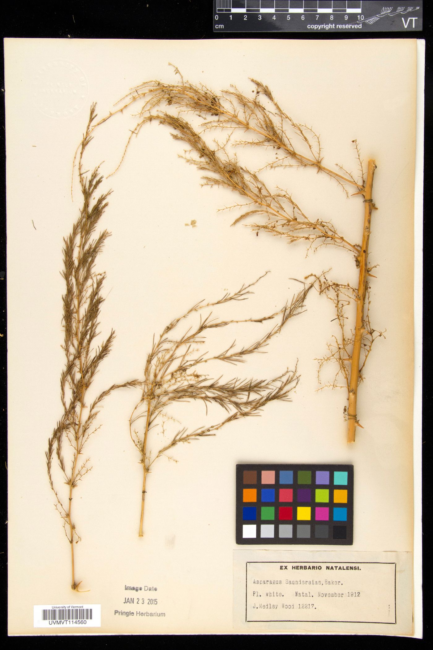 Asparagus saundersiae image