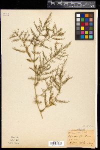 Asparagus plumosus image