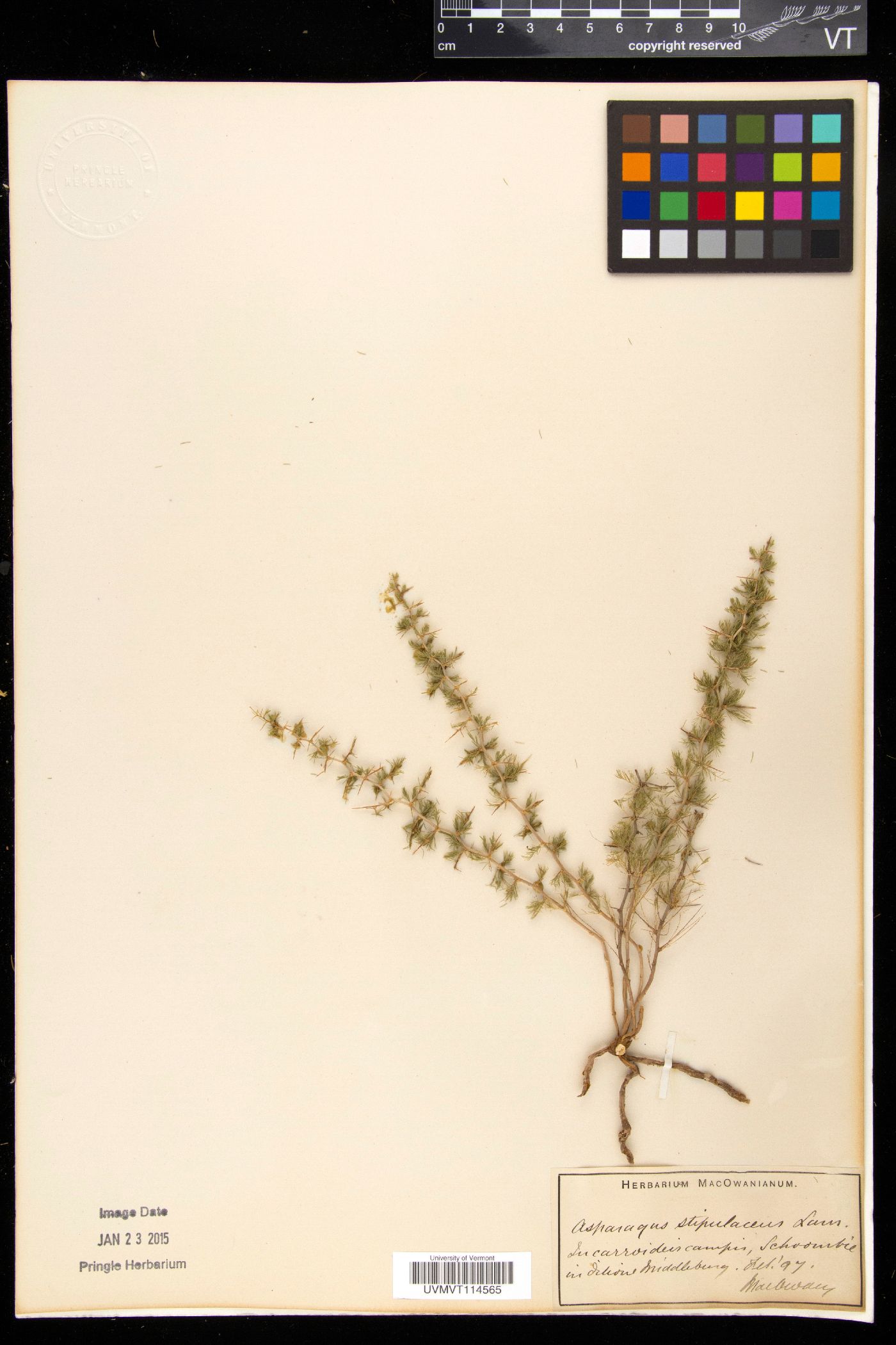 Asparagus stipulaceus image