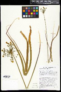 Bloomeria crocea image