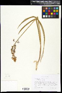 Camassia scilloides image
