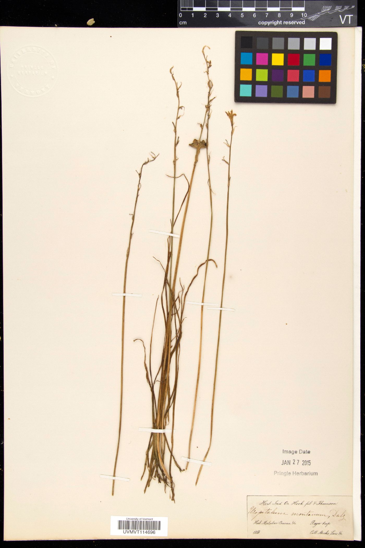 Dipcadi montanum image