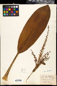 Cordyline fruticosa image