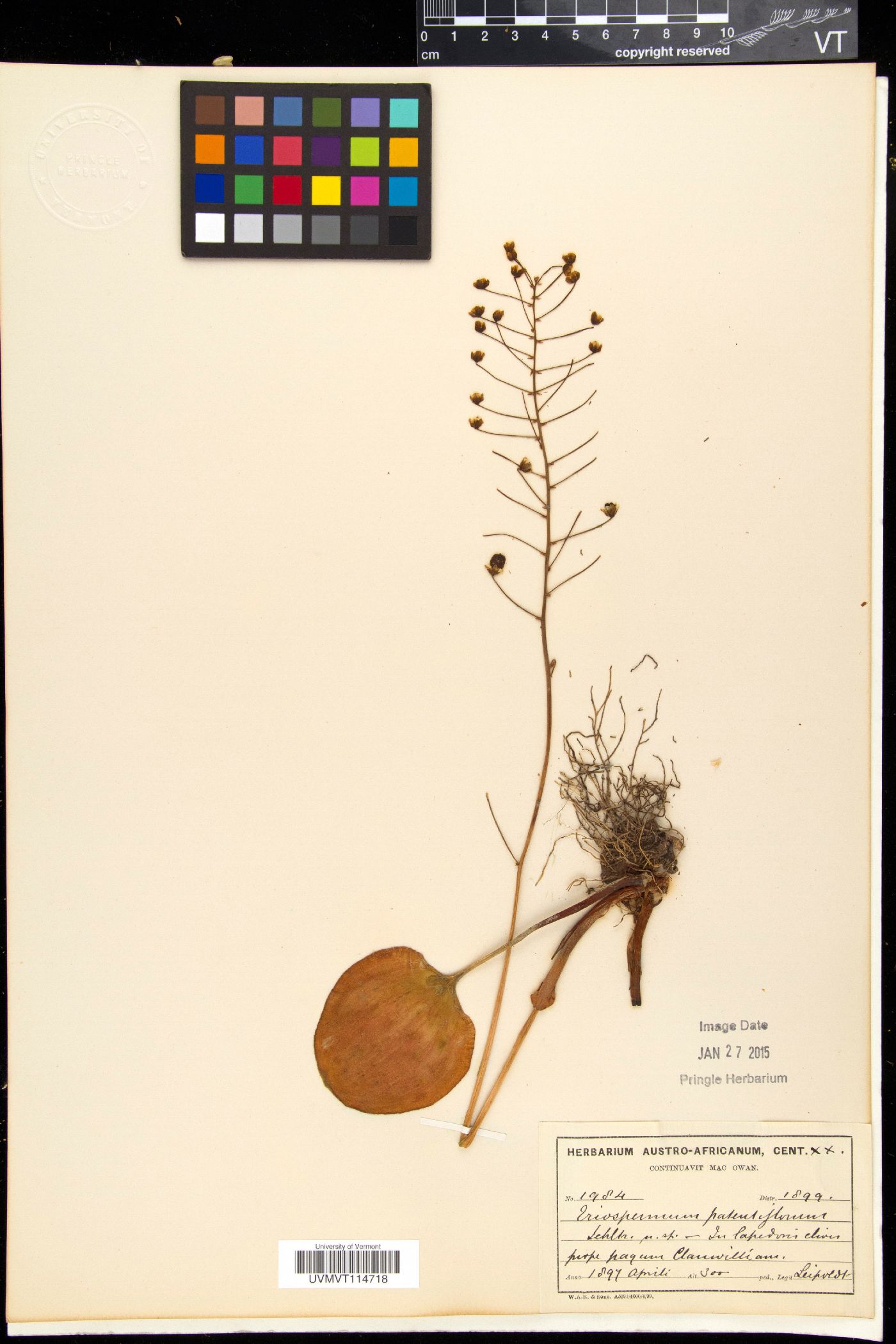 Eriospermum patentiflorum image