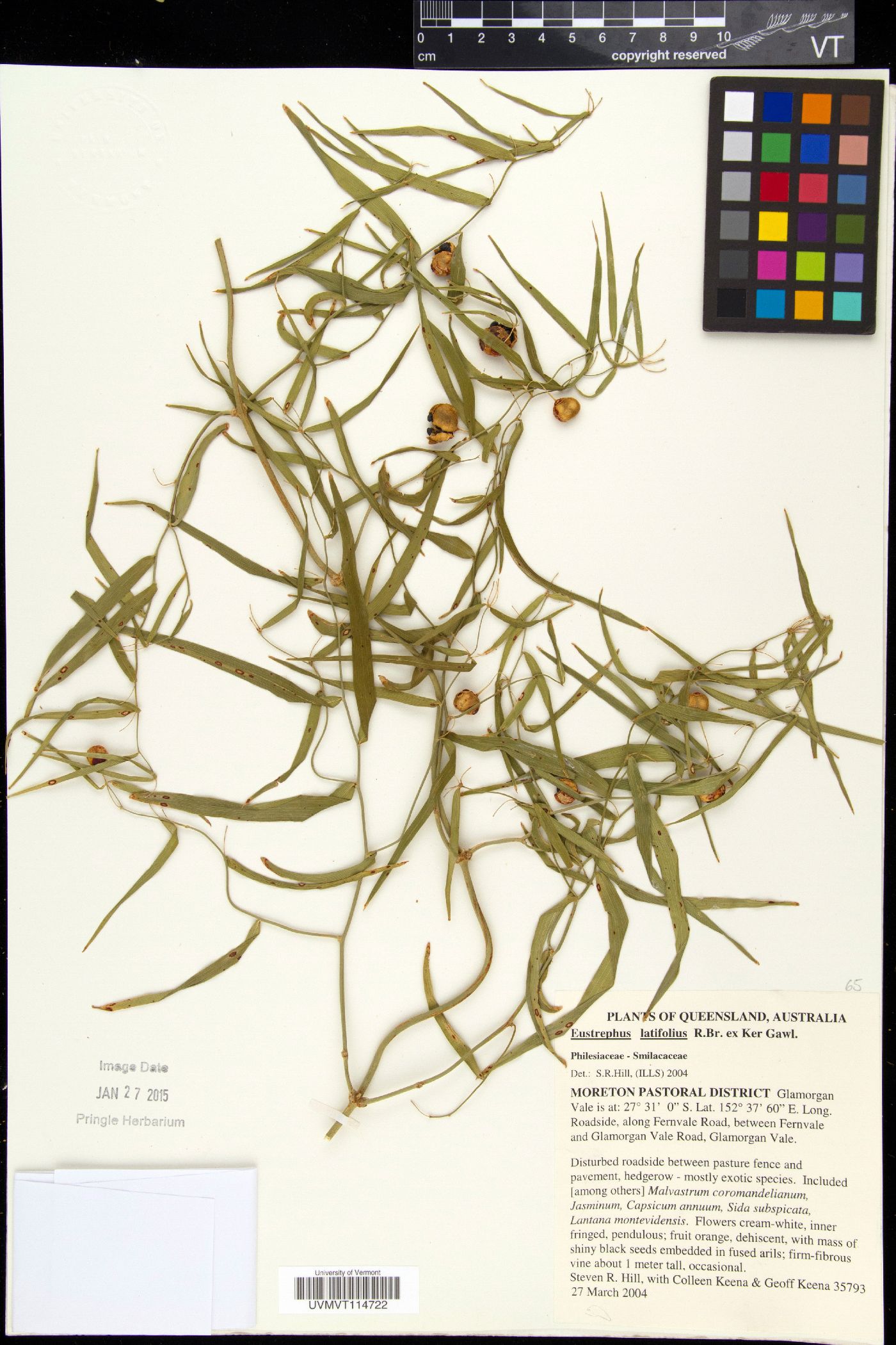 Eustrephus latifolius image