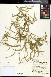 Eustrephus latifolius image