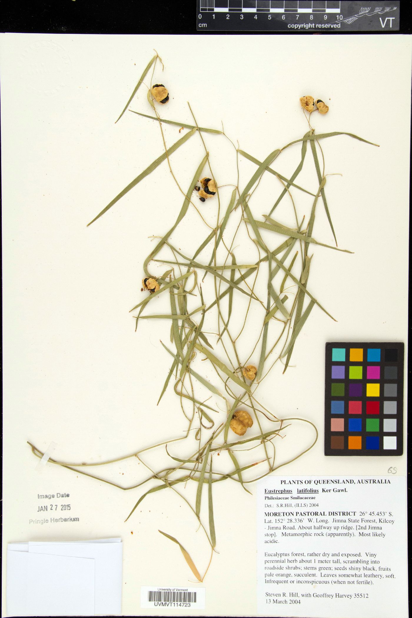 Eustrephus latifolius image