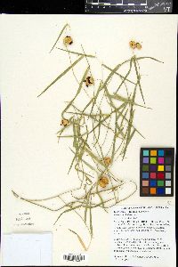 Eustrephus latifolius image
