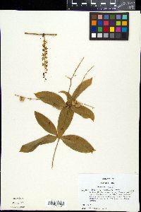 Media resource of Herreria salsaparilha