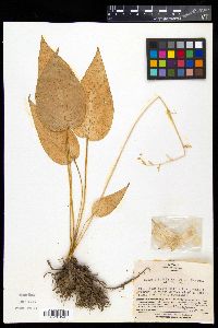 Media resource of Hosta longipes