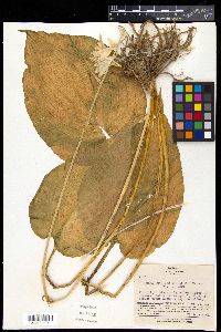 Hosta longipes image