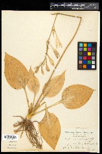 Hosta longipes image
