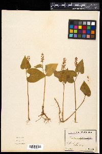 Smilacina bifolia image