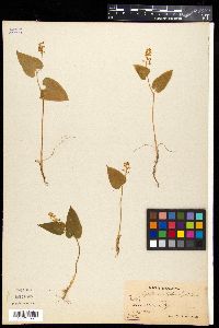 Maianthemum bifolium image