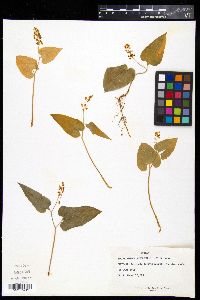 Maianthemum bifolium image