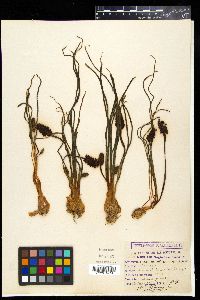 Muscari neglectum image