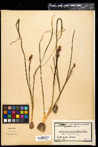 Muscari botryoides image