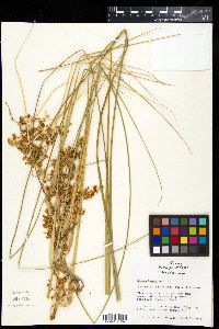 Nolina texana image
