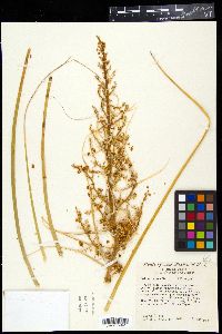 Nolina texana image