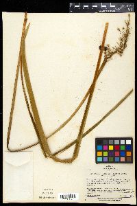Media resource of Ophiopogon jaburan