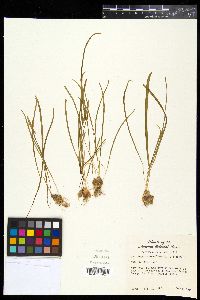 Ornithogalum umbellatum image