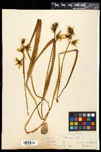 Ornithogalum nutans image