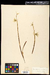 Ornithogalum nutans image