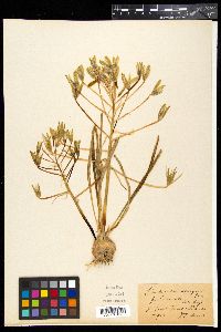 Ornithogalum divergens image