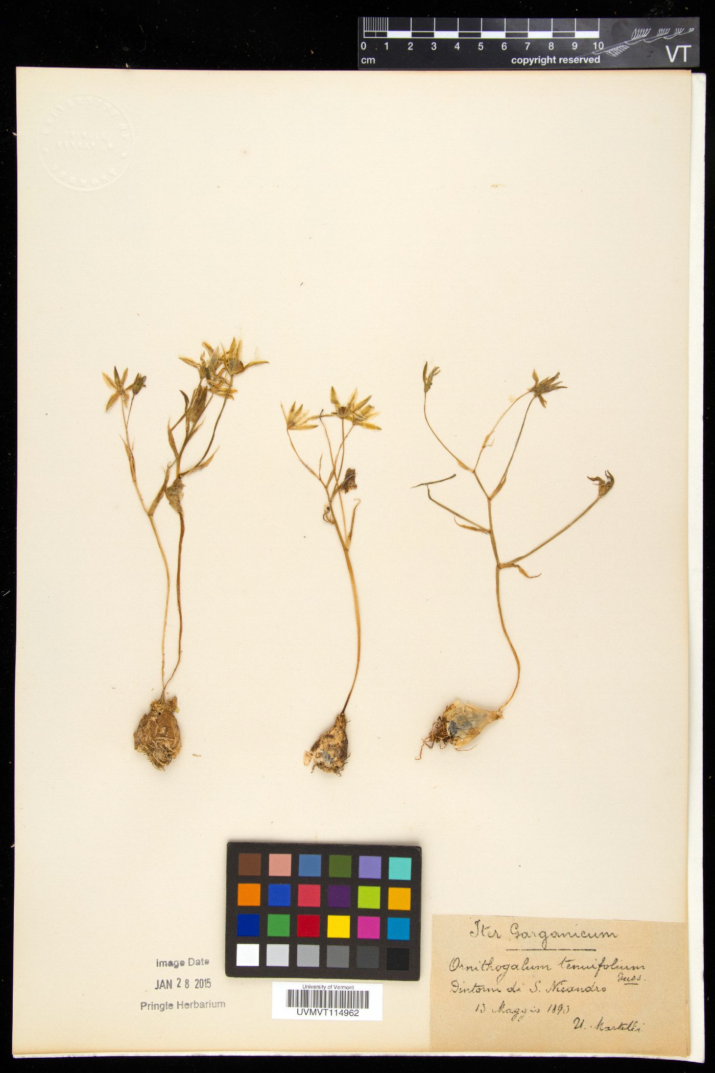 Albuca virens subsp. virens image