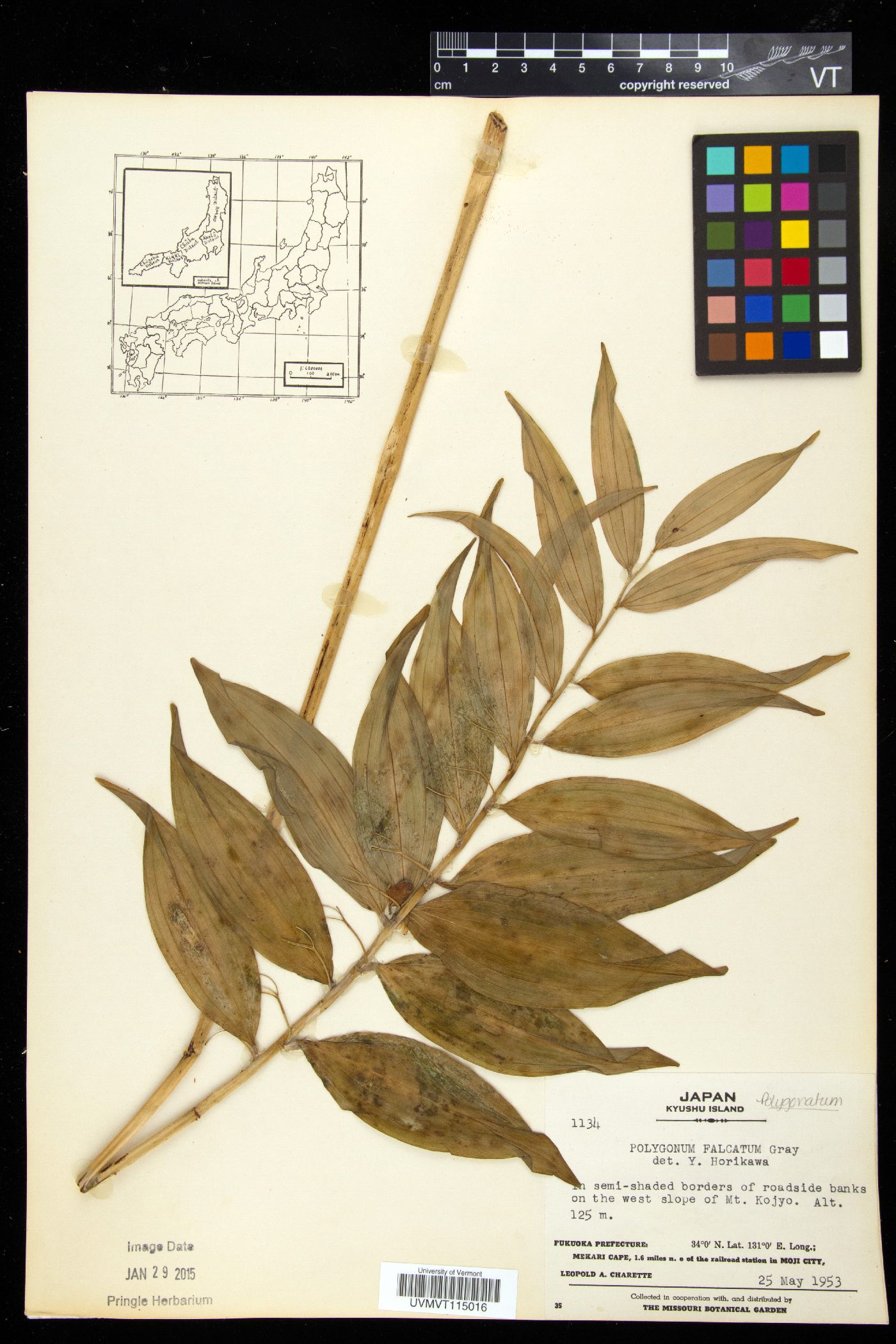Polygonatum falcatum image
