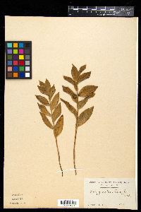 Media resource of Polygonatum humile