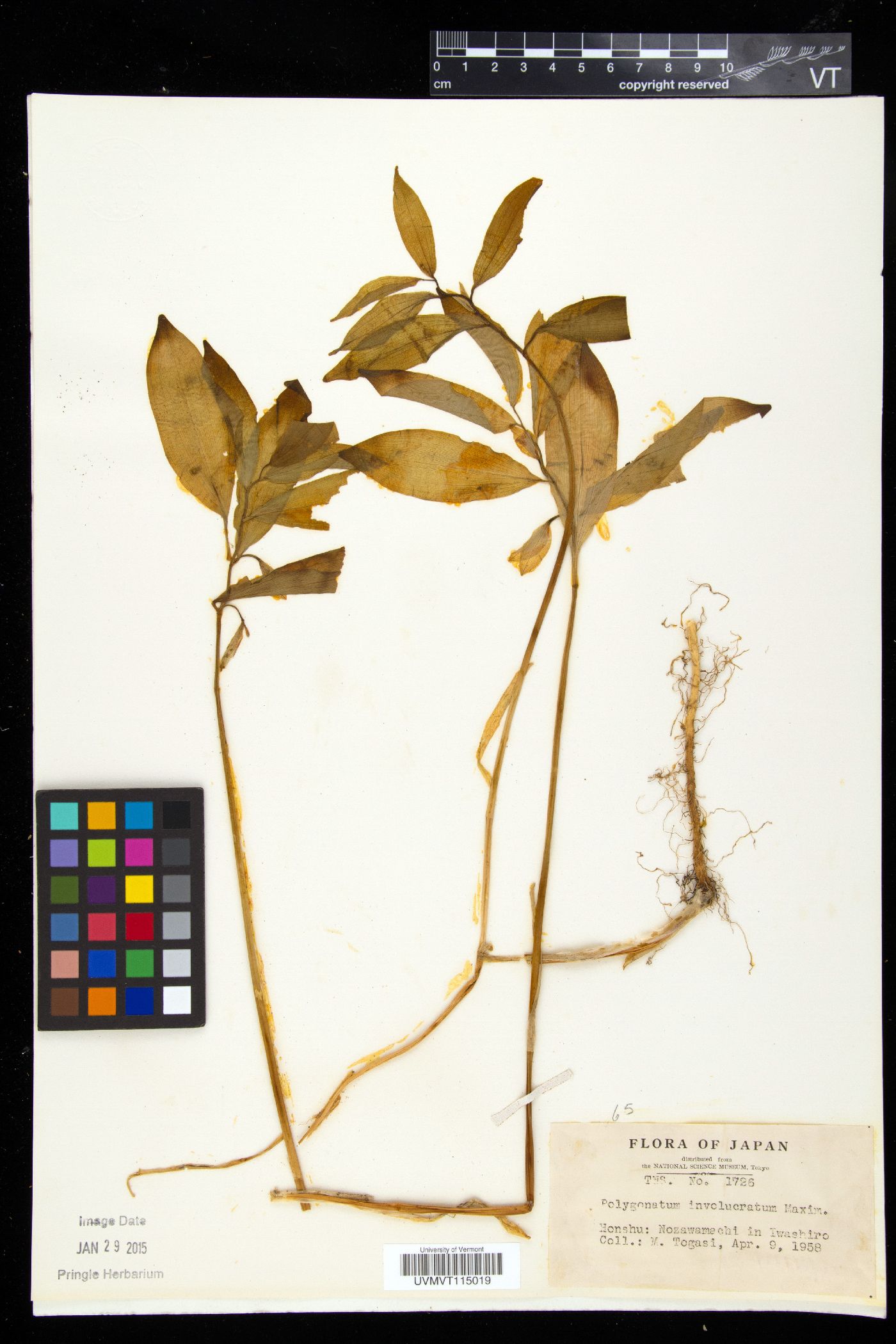 Polygonatum involucratum image