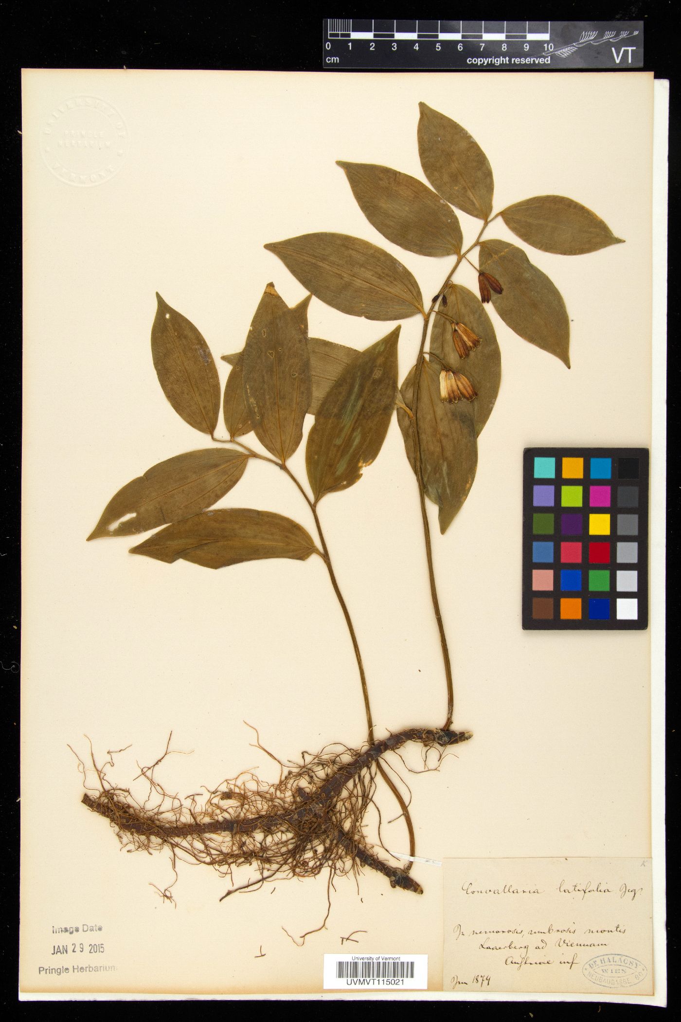 Polygonatum latifolium image