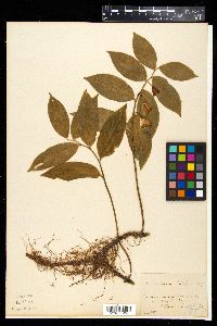 Polygonatum latifolium image