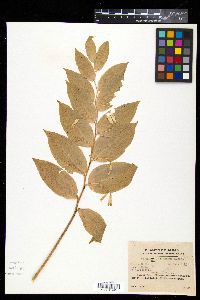 Polygonatum lasianthum image