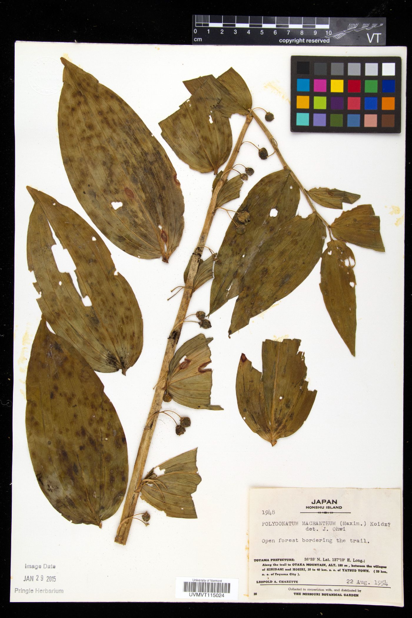 Polygonatum macranthum image