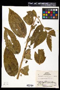 Media resource of Polygonatum macranthum