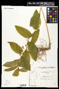 Polygonatum multiflorum image