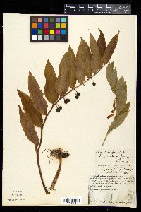 Polygonatum odoratum image